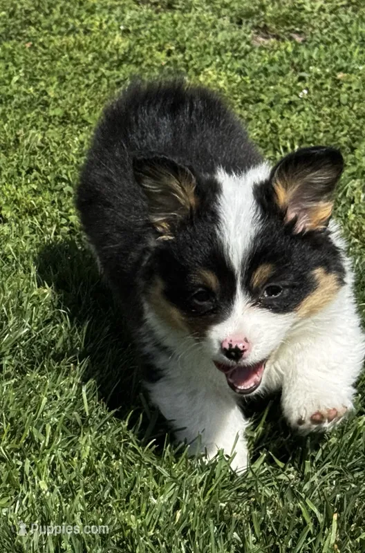 Clover – Pembroke Welsh Corgi puppy for sale in Decatur, IL