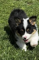 Clover, a female Pembroke Welsh Corgi for sale in Decatur, IL – 1 of 5