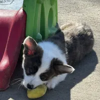 Dac, a male Cardigan Welsh Corgi and Pembroke Welsh Corgi for sale in Decatur, IL – Photo 3 of 4