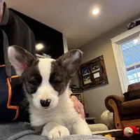 Dac, a male Cardigan Welsh Corgi and Pembroke Welsh Corgi for sale in Decatur, IL – Photo 2 of 4