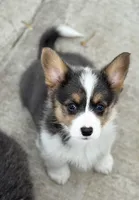 With her tail, a female Pembroke Welsh Corgi for sale in Decatur, IL – Photo 1 of 3