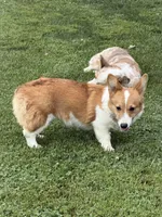 Phoebe, a female Pembroke Welsh Corgi for sale in Decatur, IL – 4 of 6