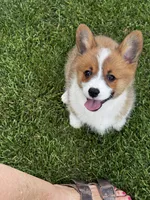 Prime, a male Pembroke Welsh Corgi for sale in Decatur, IL – 2 of 5