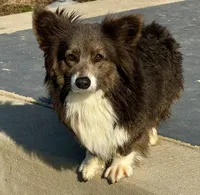 Blueberry, a female Pembroke Welsh Corgi for sale in Decatur, IL – 2 of 7