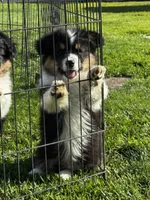 Max fluffy , a female Pembroke Welsh Corgi for sale in Decatur, IL – 3 of 4