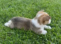 Teddy, a male Pembroke Welsh Corgi for sale in Decatur, IL – 2 of 5