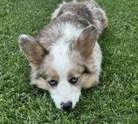 Fluffy Kramer, a male Pembroke Welsh Corgi for sale in Decatur, IL – 6 of 8