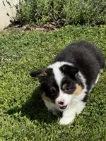 Clover, a female Pembroke Welsh Corgi for sale in Decatur, IL – 3 of 5