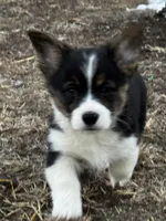 Luke, a male Cardigan Welsh Corgi and Pembroke Welsh Corgi for sale in Decatur, IL – Photo 2 of 6