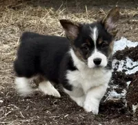 Luke, a male Cardigan Welsh Corgi and Pembroke Welsh Corgi for sale in Decatur, IL – Photo 1 of 6