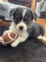 Luke, a male Cardigan Welsh Corgi and Pembroke Welsh Corgi for sale in Decatur, IL – Photo 4 of 6