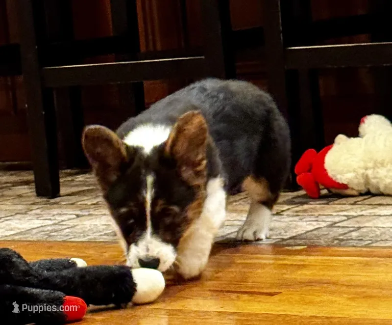 Luke – Cardigan Welsh Corgi, Pembroke Welsh Corgi puppy for sale in Decatur, IL