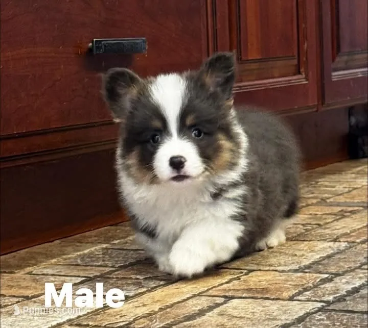 Fluffy luke – Pembroke Welsh Corgi puppy for sale in Decatur, IL