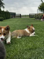 Bear, a male Pembroke Welsh Corgi for sale in Decatur, IL – 1 of 4