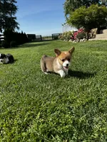 Teddy, a male Pembroke Welsh Corgi for sale in Decatur, IL – 5 of 5