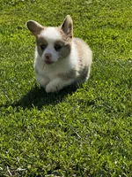 Sable Merle, a male Pembroke Welsh Corgi for sale in Decatur, IL – 4 of 6