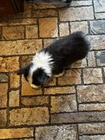 Fluffy luke, a male Pembroke Welsh Corgi for sale in Decatur, IL – 5 of 5