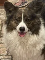 Ashes, a female Cardigan Welsh Corgi and Pembroke Welsh Corgi for sale in Decatur, IL – 3 of 4