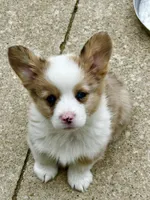 Sable Merle, a male Pembroke Welsh Corgi for sale in Decatur, IL – 3 of 6