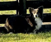 Blueberry, a female Pembroke Welsh Corgi for sale in Decatur, IL – 5 of 7