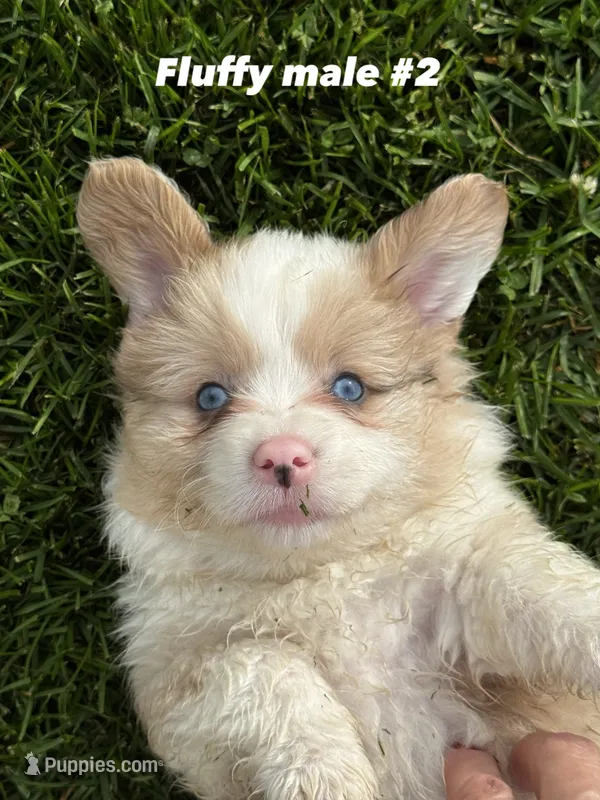 Fluffy Kramer – Pembroke Welsh Corgi puppy for sale in Decatur, IL