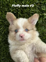 Fluffy Kramer, a male Pembroke Welsh Corgi for sale in Decatur, IL – 2 of 8