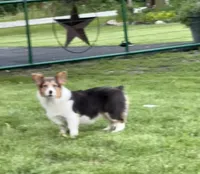 Bluie tc fluff carrier, a female Pembroke Welsh Corgi for sale in Decatur, IL – Photo 3 of 3