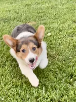 Bluie tc fluff carrier, a female Pembroke Welsh Corgi for sale in Decatur, IL – Photo 2 of 3