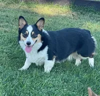 Beth, a female Pembroke Welsh Corgi for sale in Decatur, IL – 5 of 7