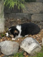 Max fluffy , a female Pembroke Welsh Corgi for sale in Decatur, IL – 3 of 3