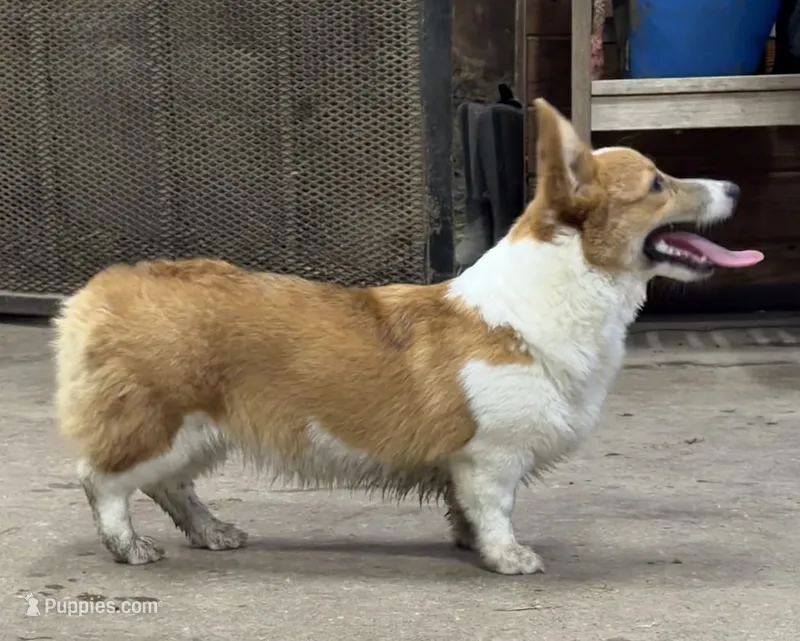 Phoebe – Pembroke Welsh Corgi puppy for sale in Decatur, IL