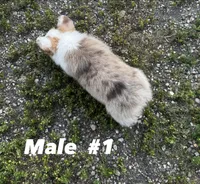 Sable Merle, a male Pembroke Welsh Corgi for sale in Decatur, IL – 2 of 6