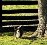 Blueberry, a female Pembroke Welsh Corgi for sale in Decatur, IL – 7 of 7