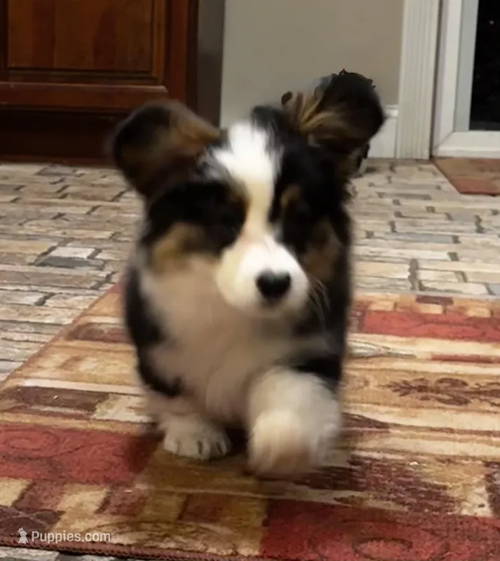 Fluffy max, a male Cardigan Welsh Corgi and Pembroke Welsh Corgi for sale in Decatur, IL – Photo 1 of 1