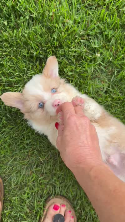 Fluffy Kramer, a male Pembroke Welsh Corgi for sale in Decatur, IL – 7 of 8