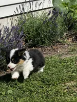 Clover, a female Pembroke Welsh Corgi for sale in Decatur, IL – 4 of 5