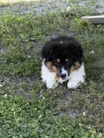 Lulu fluffy , a female Pembroke Welsh Corgi for sale in Decatur, IL – 5 of 5