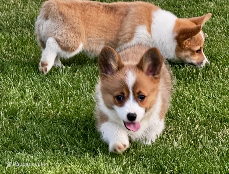 Prime, a male Pembroke Welsh Corgi for sale in Decatur, IL – 1 of 5