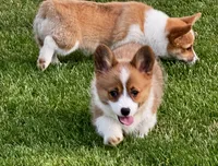 Prime, a male Pembroke Welsh Corgi for sale in Decatur, IL – 1 of 5