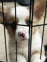 Merle , a male Cardigan Welsh Corgi and Pembroke Welsh Corgi for sale in Decatur, IL – 7 of 8
