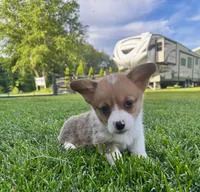 Teddy, a male Pembroke Welsh Corgi for sale in Decatur, IL – 3 of 5