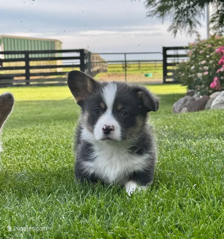 Chester – Pembroke Welsh Corgi puppy for sale in Decatur, IL