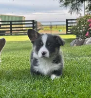 Chester, a male Pembroke Welsh Corgi for sale in Decatur, IL – 1 of 6