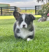 Chester, a male Pembroke Welsh Corgi for sale in Decatur, IL – 5 of 6