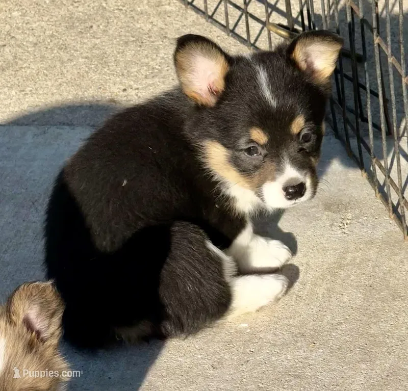 Elsa – Pembroke Welsh Corgi puppy for sale in Decatur, IL