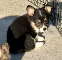 Elsa, a female Pembroke Welsh Corgi for sale in Decatur, IL – Photo 1 of 4