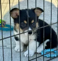 Elsa, a female Pembroke Welsh Corgi for sale in Decatur, IL – Photo 2 of 4