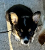 Elsa, a female Pembroke Welsh Corgi for sale in Decatur, IL – Photo 3 of 4