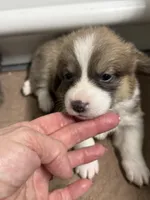 Sassy, a female Pembroke Welsh Corgi for sale in Decatur, IL – Photo 1 of 4