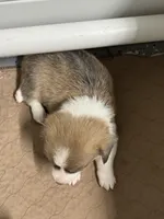 Sassy, a female Pembroke Welsh Corgi for sale in Decatur, IL – Photo 2 of 4